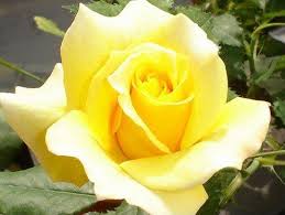 hybrid tea1